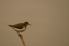 Spotted_Sandpiper_Hornsby_Bend_Austin_Texas