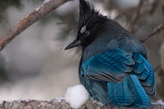 Steller_s_Jay_Yellowstone