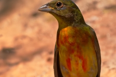 Summer_Tanager_Female_South_Llano_River_State_Park