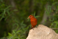 Summer_Tanager_South_Llano_River_State_Park_Texas