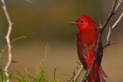 Summer_Tanager_South_Padre_Island_Texas