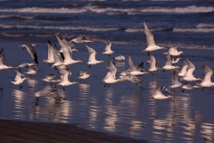 Tern_Blast_Off_Matagorda_Bay_Texas