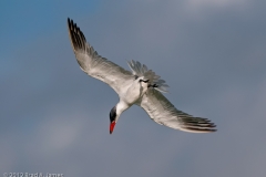 Tern_Diving_for_Fish_Port_Aransas_Texas