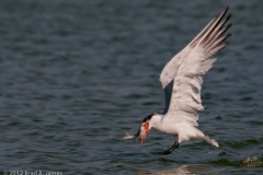 Tern_Success_Port_Aransas_Texas