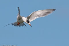 Tern_in_Hover_Port_Aransas_Texas