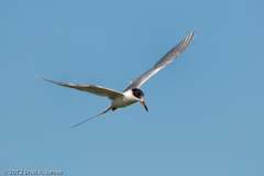 Tern_on_the_Wing_Again_Port_Aransas_Texas