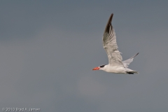 Tern_on_the_Wing_Mustang_Island_Texas