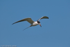 Tern_on_the_Wing_Port_Aransas_Texas