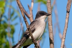 Thick-billed_Kingbird_South_Padre_Island_Texas