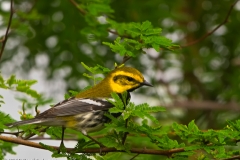 Townsends_Warbler_South_Padre_Island_Texas