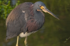 Tri-Colored_Heron_Mustang_Island_Texas