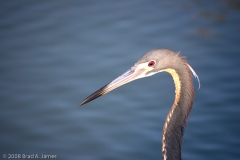 Tri-Colored_Heron_Padre_Island_National_Seashore