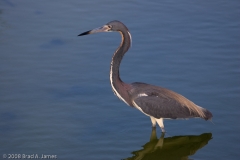 Tri-Colored_Heron_Padre_Island_National_Seashore_Full_Body