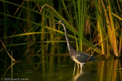 Tri-Colored_Heron_Tall_Grass_Mustang_Island_Texas