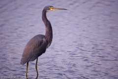 Tri-Colored_Heron_in_Breeding_Plumage_-_Homosassa_Springs_Florida