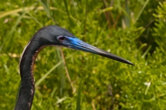 Tri-colored_Herin_Head_South_Padre_Island_Texas