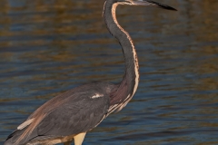 Tri-colored_Herin_South_Padre_Island_Texas