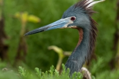 Tricolored_Heron_Protecting_Nest_Rockport_Texas