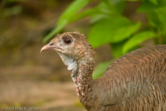 Turkey_Female_South_Llano_River_State_Park_Texas