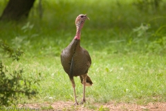 Turkey_Male_South_Llano_River_State_Park_Texas