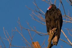 Turkey_Vulture_McKinney_Falls_State_Park_Texas