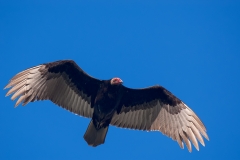 Turkey_Vulture_Port_Aransas_Texas