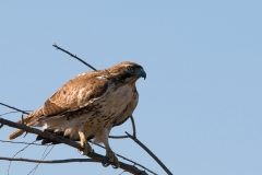 Unknown_Hawk_-_San_Bernard_NWR_Texas