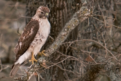 Unknown_Hawk_Eagle_Lake_Area_Texas