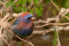 Varied_Bunting_South_Padre_Island_Texas