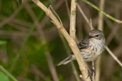 Vermilion_Flycatcher_Juvenile_South_Padre_Island_Texas