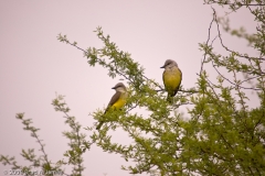 Western_Kingbird_-_Warbler_Woods_Cibolo_Texas