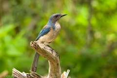 Western_Scrub_Jay