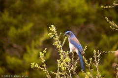 Western_Scrub_Jay_Baker_Refuge_Austin_Texas