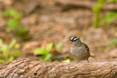 White-Crowned_Sparrow_South_Llano_River_State_Park_Texas