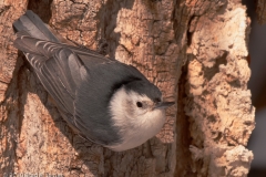 White-breasted_Nuthatch_Mammoth_Hot_Springs_Yellowstone