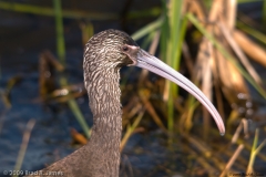 White-faced_Ibis_Head_San_Bernard_NWR