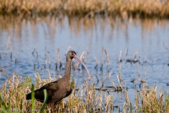 White-faced_Ibis_San_Bernard_NWR_Texas