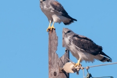 White-tailed_Hawks