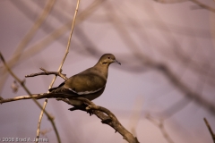 White-winged_Dove_-_Beck_s_Preserve_Round_Rock_Texas