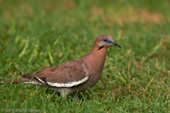 White-winged_Dove_Backyard_Austin_Texas