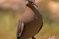 White-winged_Dove_South_Llano_River_State_Park