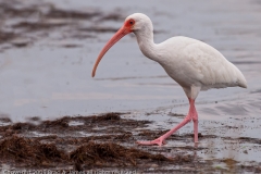 White_Ibis_Aranasas_Pass_Texas