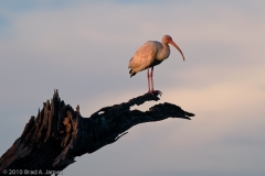 White_Ibis_Brazos_Bend_State_Park