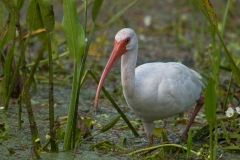 White_Ibis_Brazos_Bend_State_Park_Texas