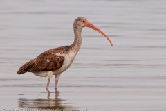 White_Ibis_First_Year_Aranasas_Pass_Texas