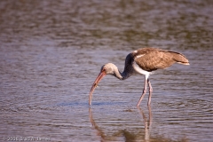 White_Ibis_Homosassa_Springs_Florida