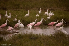 White_Ibis_and_Roseate_Spoonbills_Rockport_Texas