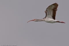 White_Ibis_on_the_Wing_Mustang_Island_Texas