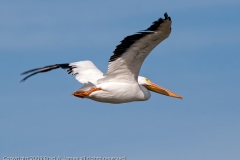 White_Pelican_Fly_By_Port_Aransas_Texas