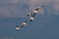 White_Pelican_Group_Landing_Port_Aransas_Texas